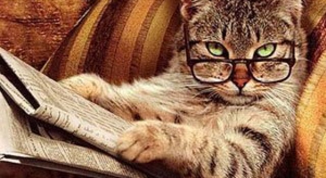 Caini si pisici la ora de lectura