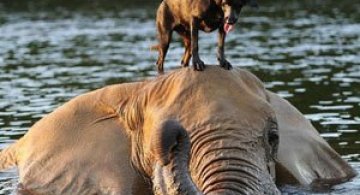 Un elefant si un caine - cei mai buni prieteni