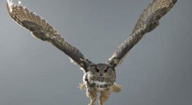 Pasari de prada in zbor, de Martin Klimas