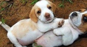 10 lucruri adorabile despre animale