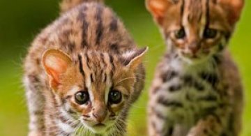 Pui de feline, fotografiati de Ashley Vincent