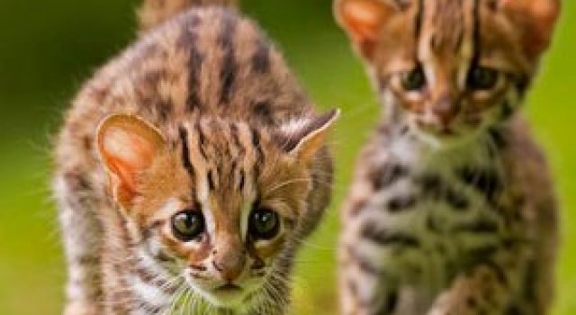 Pui de feline, fotografiati de Ashley Vincent
