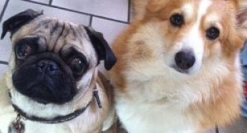 10 prietenii: Catei mopsi si corgi