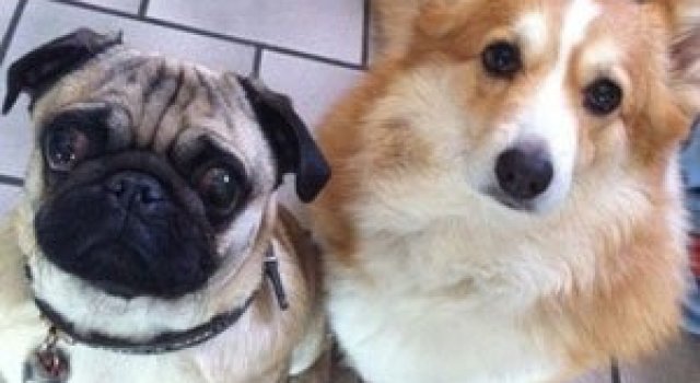 10 prietenii: Catei mopsi si corgi