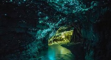 Pesterile licuricilor, in Noua Zeelanda