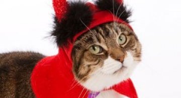 10 pisici in costume de Halloween
