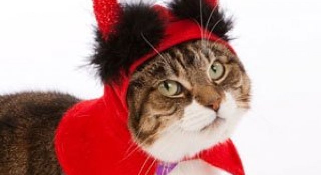 10 pisici in costume de Halloween