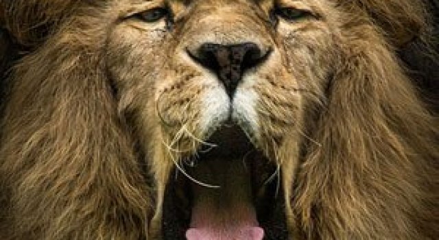 Noi portrete de animale de Wolf Ademeit