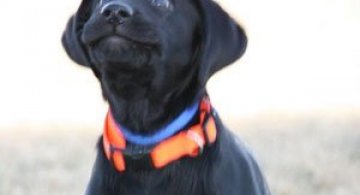Cele mai fericite 15 animale din istorie!
