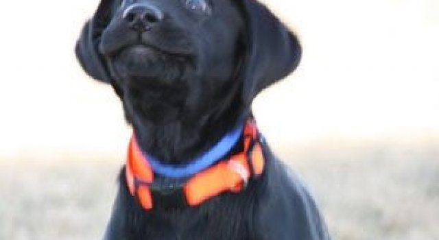 Cele mai fericite 15 animale din istorie!