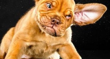 Haios: Portrete de caini care se scutura