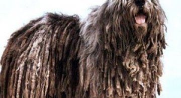 10 rase neobisnuite de caini