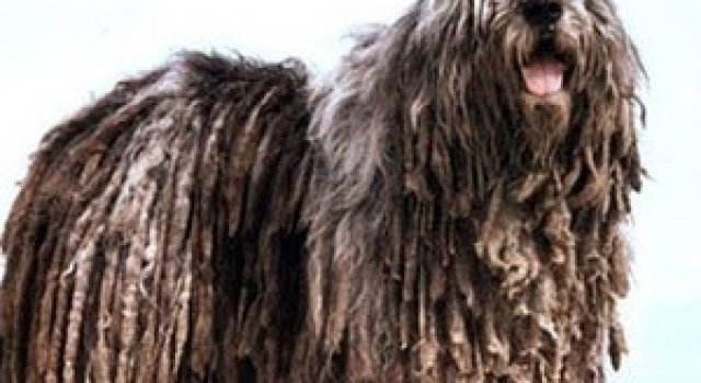 10 rase neobisnuite de caini