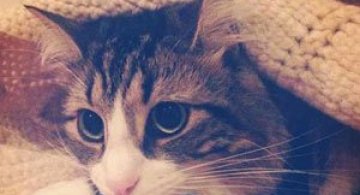 13 animale si culcusurile lor