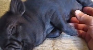 10 animatii cu animale adorabile