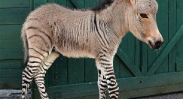 Ippo, magarusul-zebra din Italia