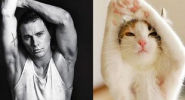 Ce alegeti: barbatii sau pisicile?