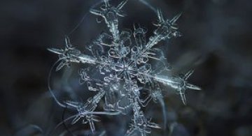 Fulgi la microscop, cu Alexei Kljatov