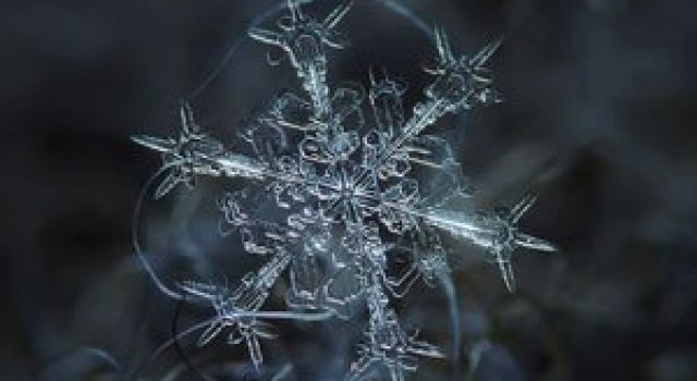 Fulgi la microscop, cu Alexei Kljatov