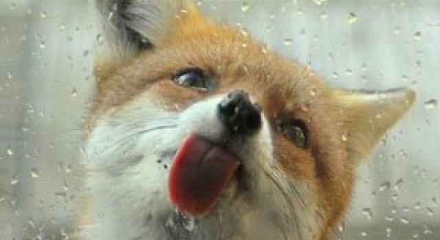 Fotografii extraordinare cu animale obisnuite