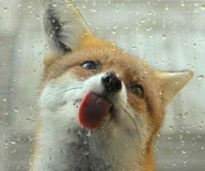 Fotografii extraordinare cu animale obisnuite