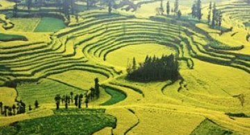 Oceanul de flori galbene din China