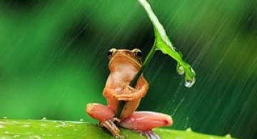 25 de animale haioase din 2013 in fotografii