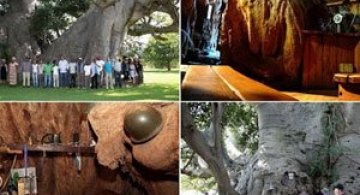 Barul din baobabul batran de 6.000 de ani