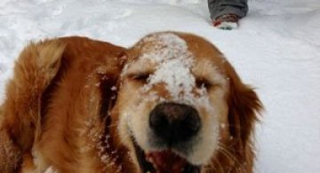 9 caini care abia asteapta prima ninsoare