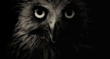 Portrete misterioase in alb-negru, cu animalele de la zoo