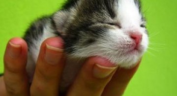 15 animale haioase vor sa va inveseleasca ziua