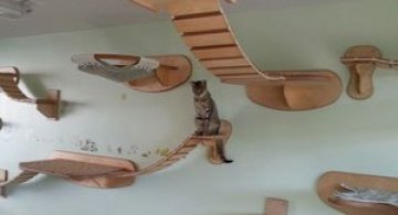 O camera de joaca numai pentru pisici
