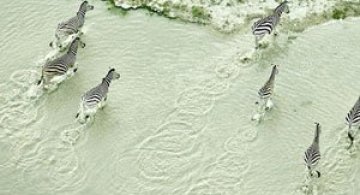 Safari de la inaltime: Animalele din Botswana, de Zack Seckler