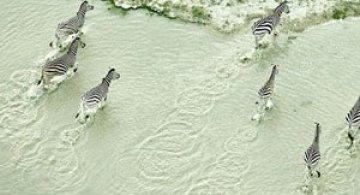 Safari de la inaltime: Animalele din Botswana, de Zack Seckler