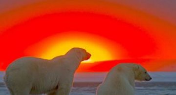 Ursi polari la apus, cu Sylvain Corder
