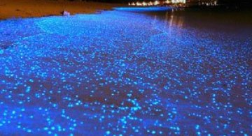 Plajele presarate cu licurici din Maldive