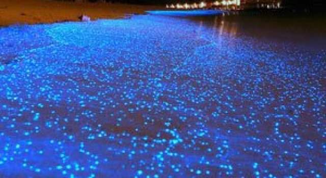 Plajele presarate cu licurici din Maldive