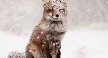 19 animale care se bucura de iarna!