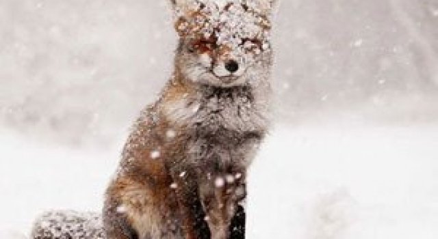 19 animale care se bucura de iarna!
