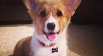 13 catei Corgi adorabili