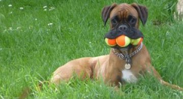 Inca 15 catei haiosi!