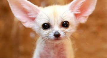 Cele mai simpatice animale mici din lume