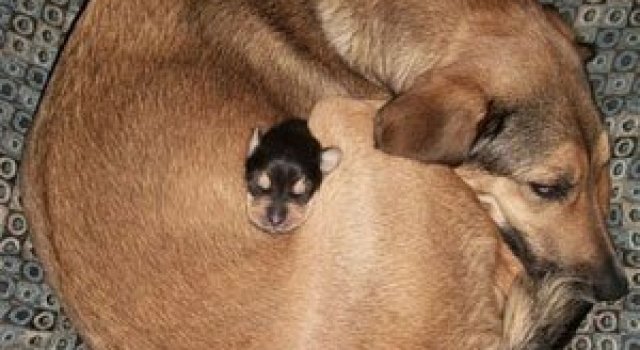 Animalute care dorm unele pe altele