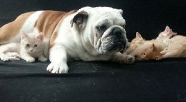 Bulldogul care a adoptat 6 pisici!