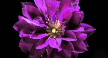 Flori care infloresc in animatii spectaculoase de Yutaka Kitamura