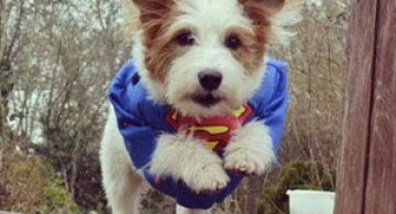 15 caini care va vor face sa radeti