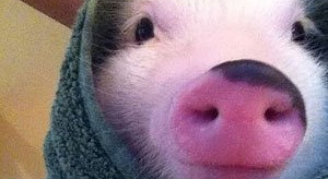 10 porci simpatici