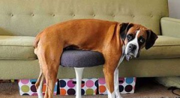 15 caini si pisici se lupta cu mobila