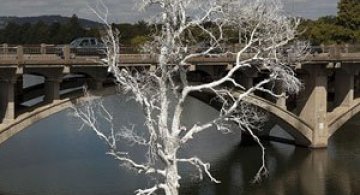 Copacul plutitor, din Austin, Texas