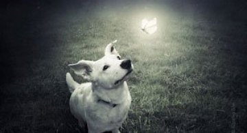 Photoshop pentru animale fara stapan, de Sarolta Ban